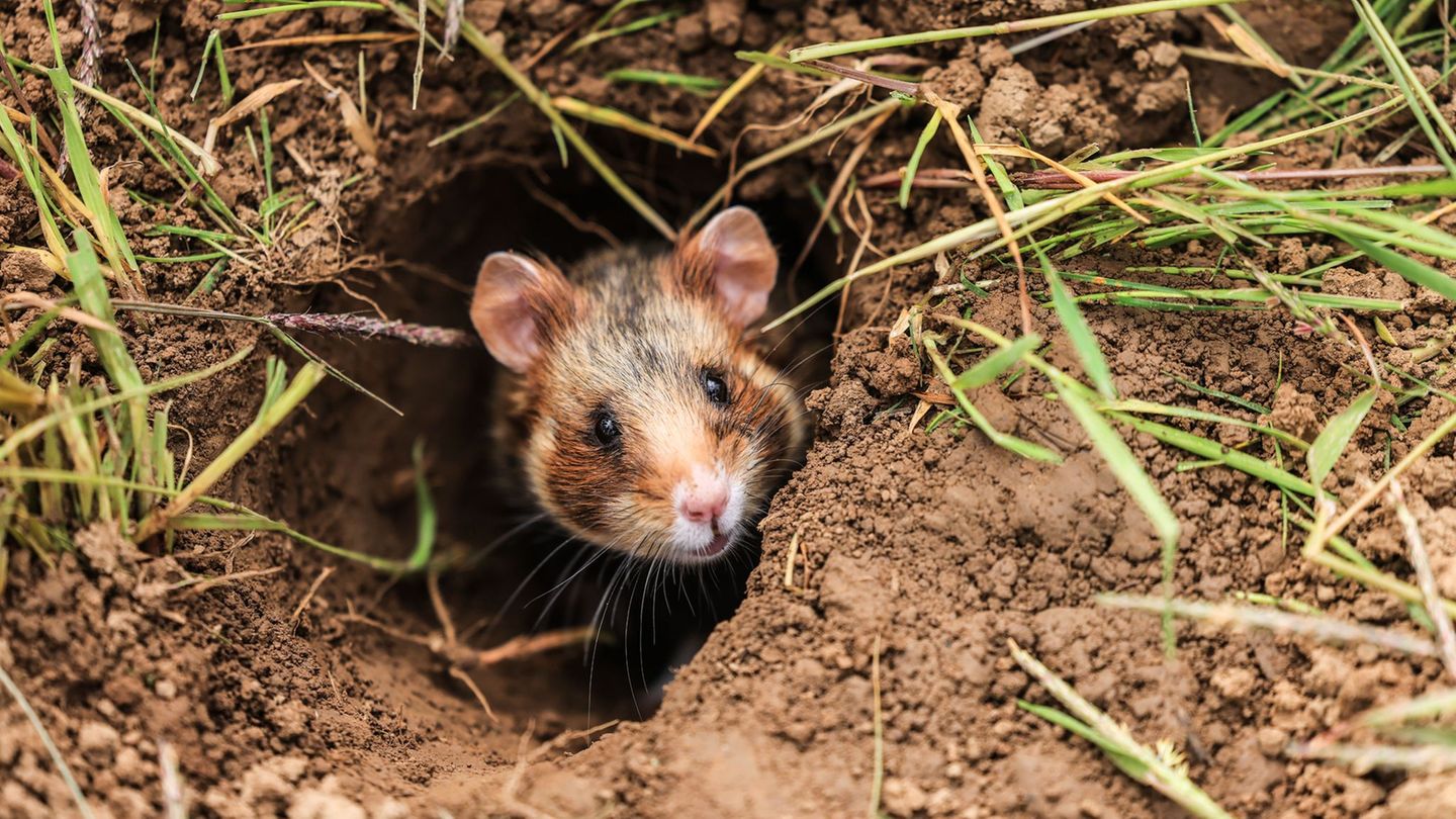Tierschutz: 30 kleine Feldhamster ausgewildert