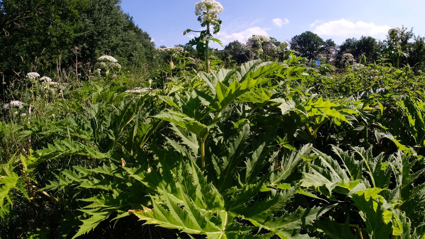 Natur: Nachweis von 24 invasiven Arten in Thüringen