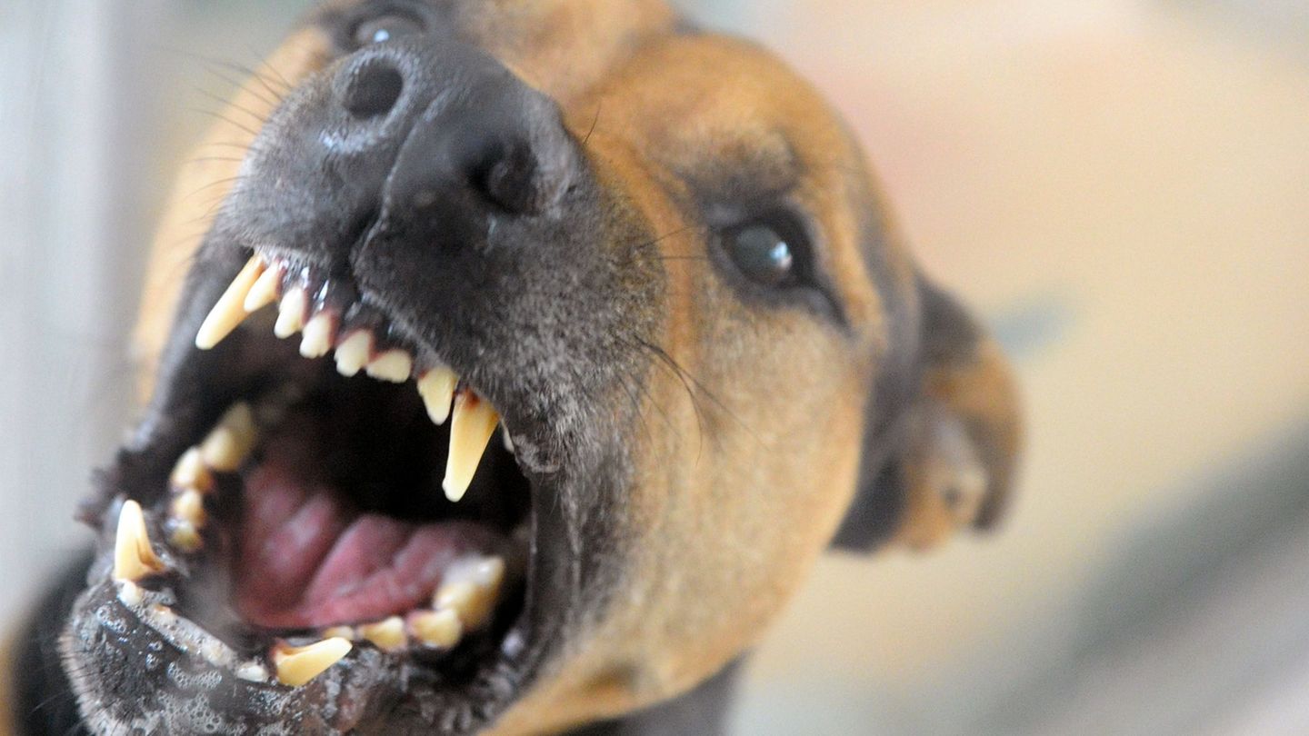 Bissiger Hund: Hund beißt Mann ins Gesicht
