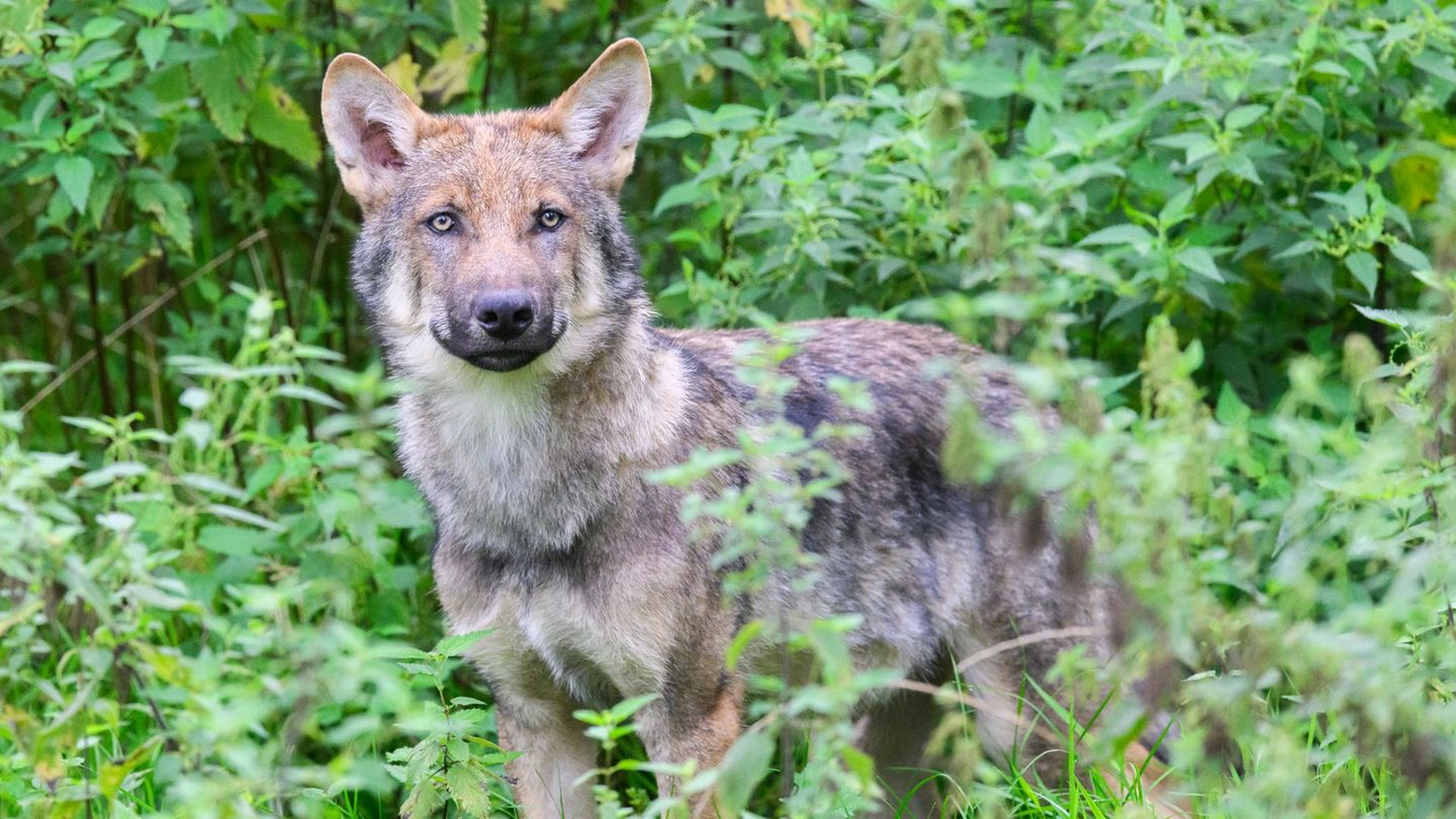 Monitoring: Zahl der Wolfsrudel in Niedersachsen stabil