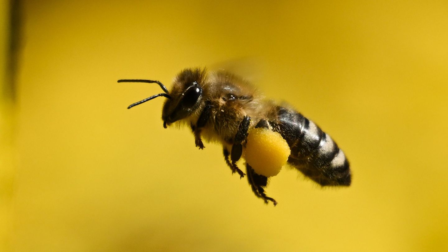 Fleißige Bienen: Imker melden überdurchschnittliche Honigernte
