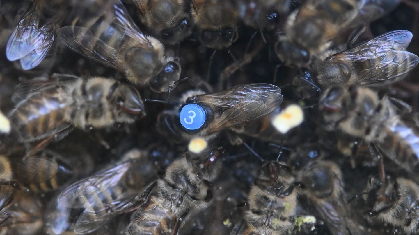 Fleißige Insekten: Imker bereiten Bienen auf Winter vor