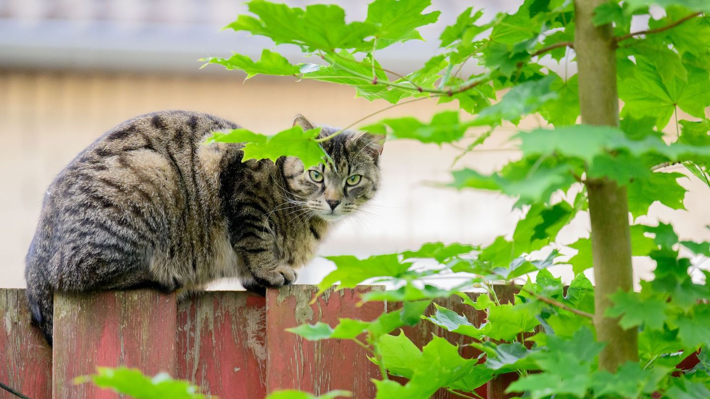 Tiere: Ministerium: Kastration von Streunerkatzen zeigt Wirkung